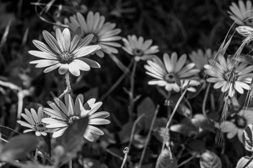 david's flower shots